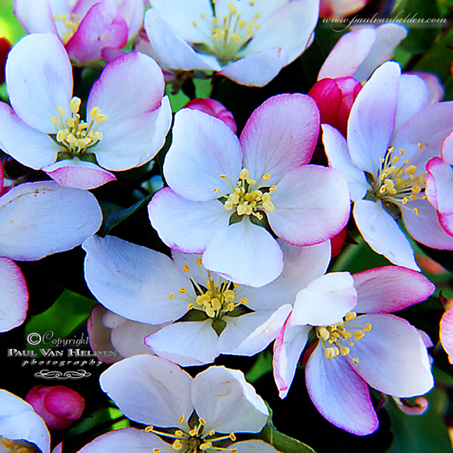 Apple Blossoms