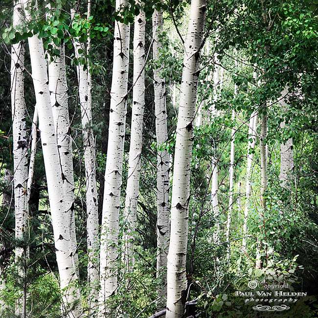 Aspen Trees