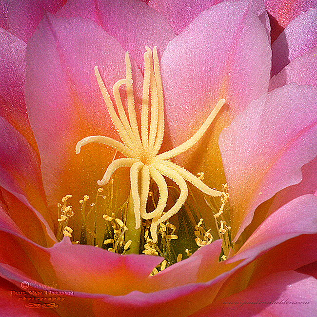 Cactus Flower