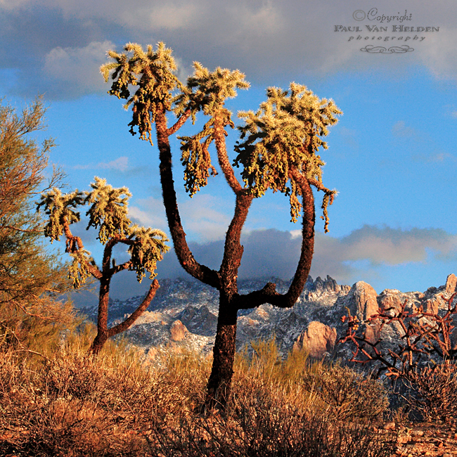 Cholla, Catalinas