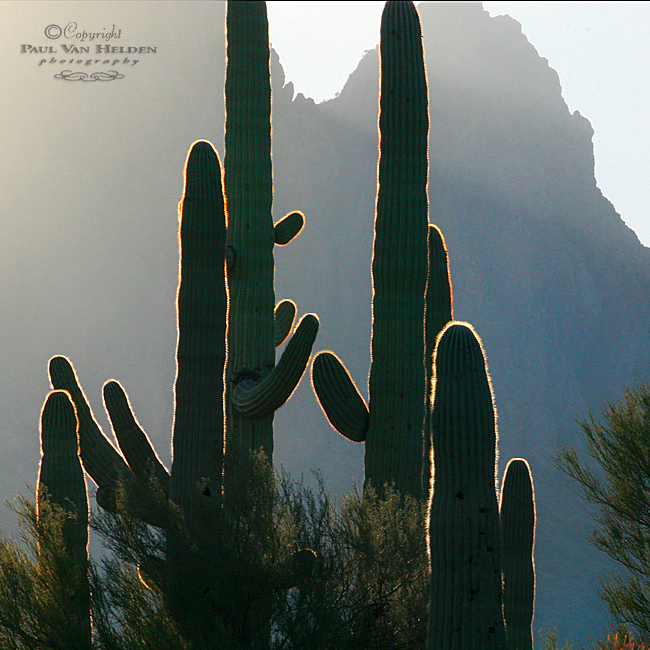 Saguaro Backlit