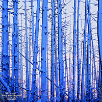 Blue Trees