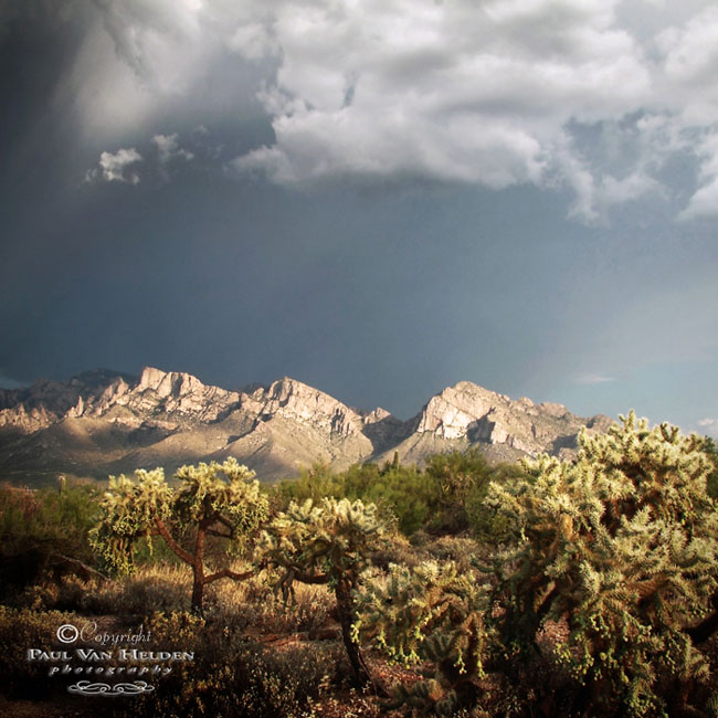 Cholla, Clouds, Santa Catalinas