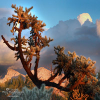 Pusch-Ridge-Tree Cholla