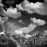 Saguaro, Clouds, Catalina